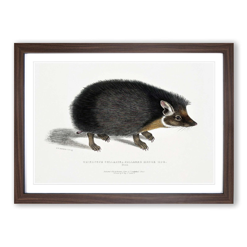Collared Hedgehog by John Edward Gray - Picture Frame Painting Print on MDF, 27cm H x 36cm W x 2cm D, Walnut Framed