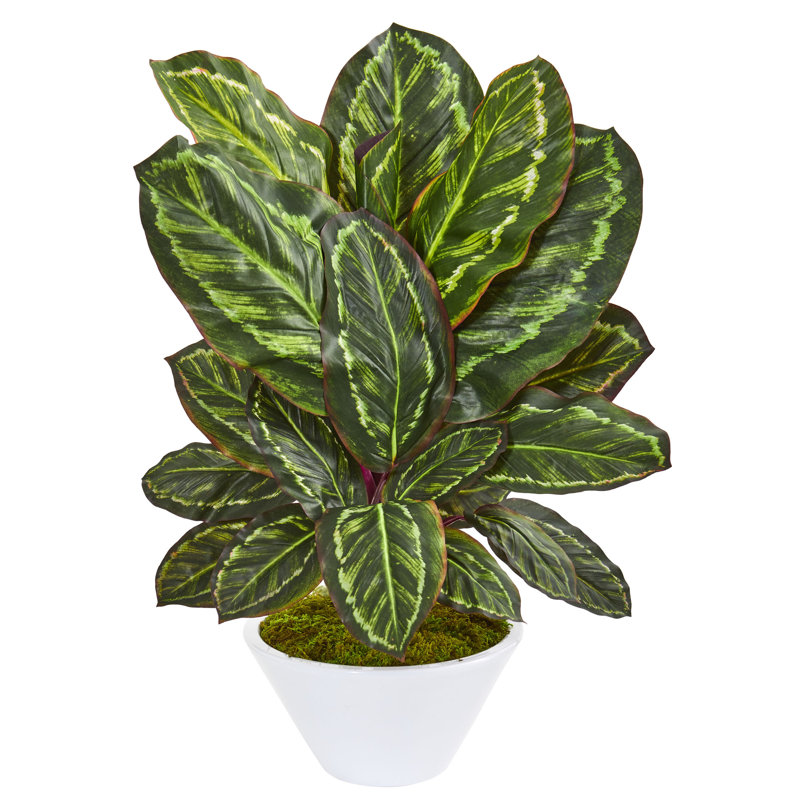 Plante de feuillage artificiel en vase maranta