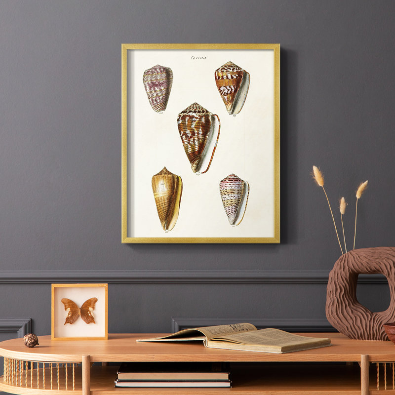 Cone Shell Collection VI Framed Print - Solid Wood, Gold, 20" H x 16" W