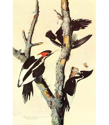 Ivoire-facture woodpecker par john james audubon-impression d’art graphique