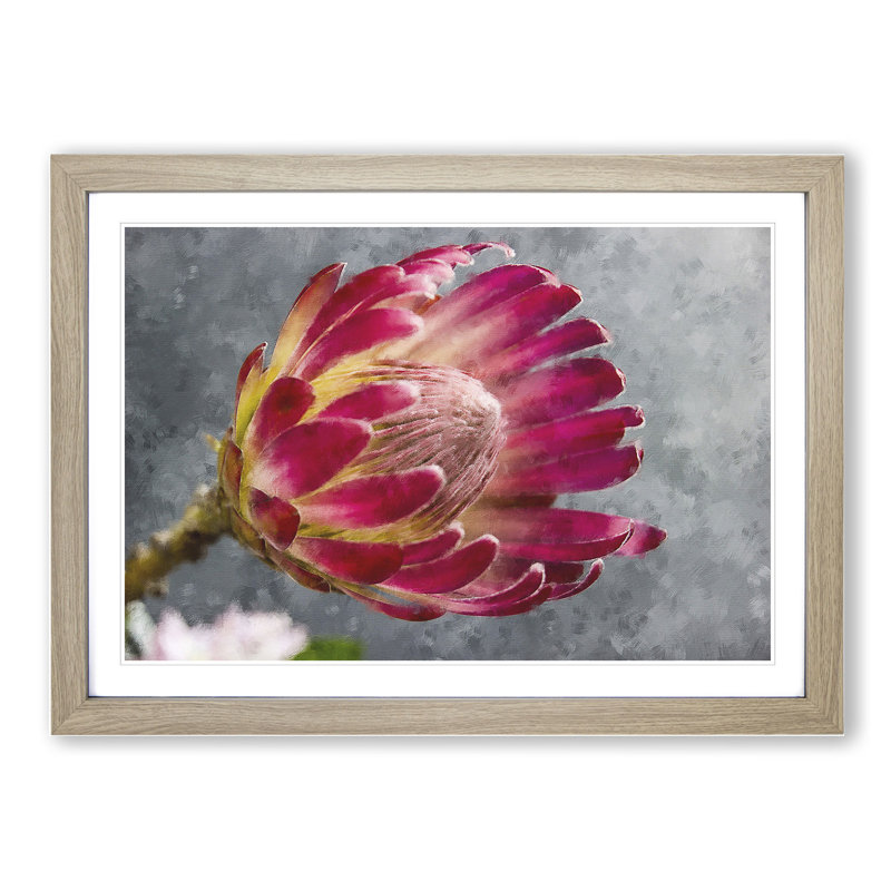 Pink Protea Flower - Framed Print, 48cm H x 65cm W x 2cm D, Oak Framed