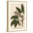 "Horse Chestnut" Framed Print-18829690