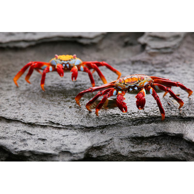 Sally Lightfoot Crab On Santiago Island In Galapagos National Pa - Wrapped Canvas Print