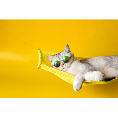 «Cute Cat» par Natasha Zakharova - photographie sur toile tendue