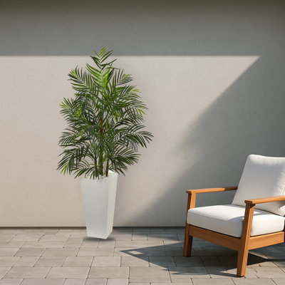 Areca Palm Tree in Planter