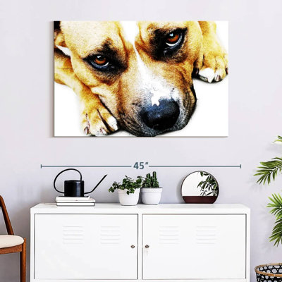 Bull Terrier Eyes