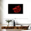 Poisson grandiose rouge Betta-107670137