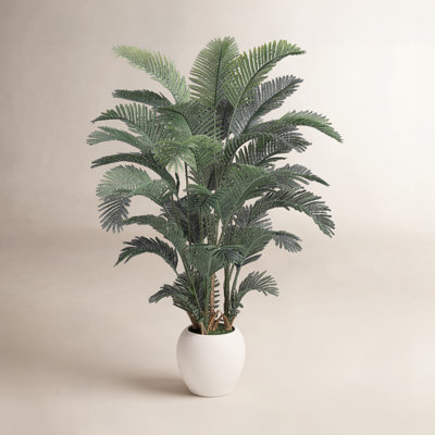 Moreell Palm Tree Plant in Pot