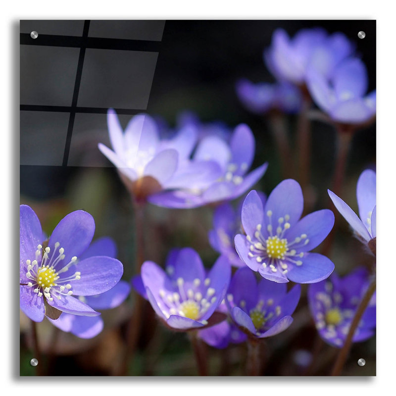 «Fleurs mauves 1» par PhotoINC Studio, H 24 po x l 24 po x P 0,2 po