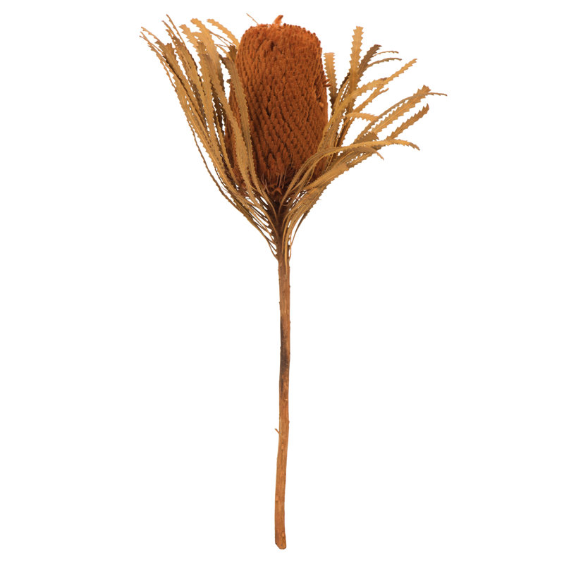 Tige de Banksia