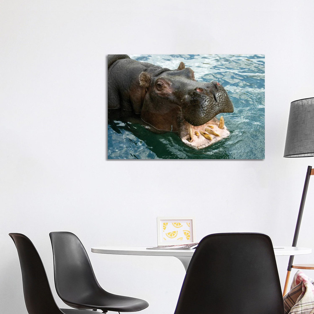 A Hippopotamus Bares Its Teeth At The Sedgwick County Zoo von Joel Sartore - Gallery-Wrapped Canvas Giclée on Canvas