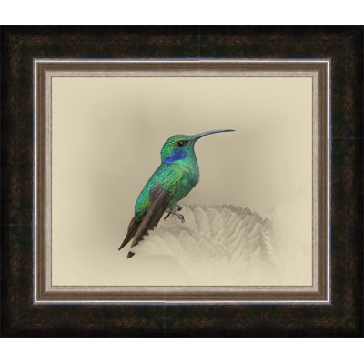 " Green Violet Ear Hummingbird "