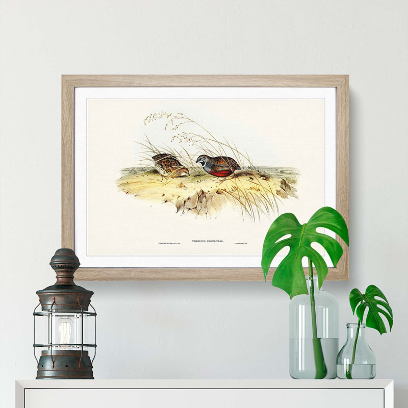 Chinese Quail by Elizabeth Gould - Picture Frame Painting Print, 27cm H x 36cm W x 2cm D, Oak Framed