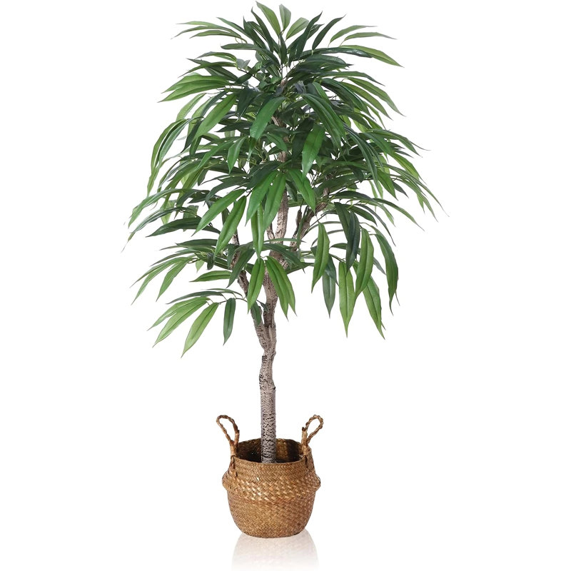 6,5 plantes