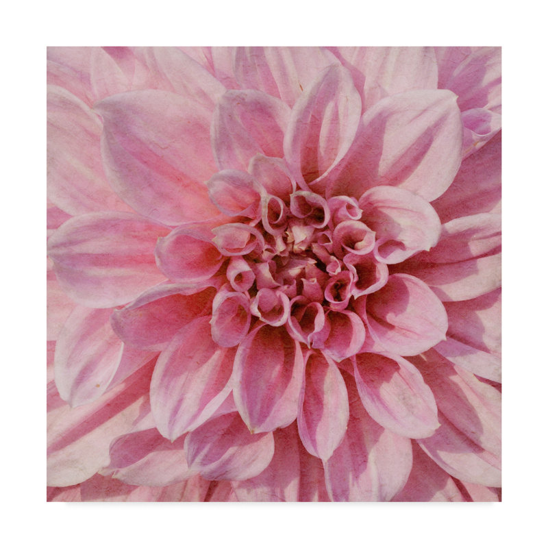 « wall fleur vii », photographie sur toile tendue, H 14 po x l 14 po x P 2 po
