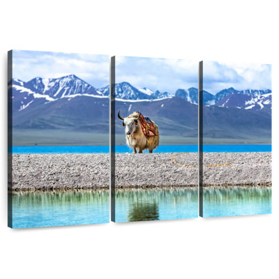 Yak dans le lac Namtso