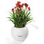 Pot Planter-348833669-275699180
