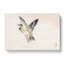Sparrow Bird by Kono Baireir - Wrapped Canvas Drawing - Wrapped Canvas-55338417
