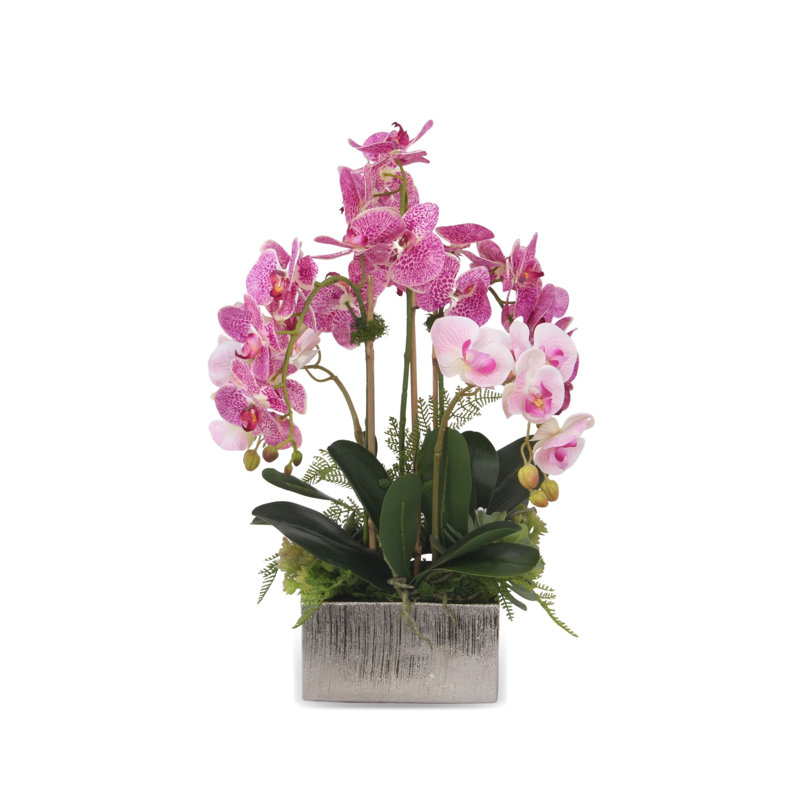 Orchidée en pot