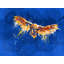 Night Owl, Bird Illustration Print by Flo Meylan-71199740-71199741