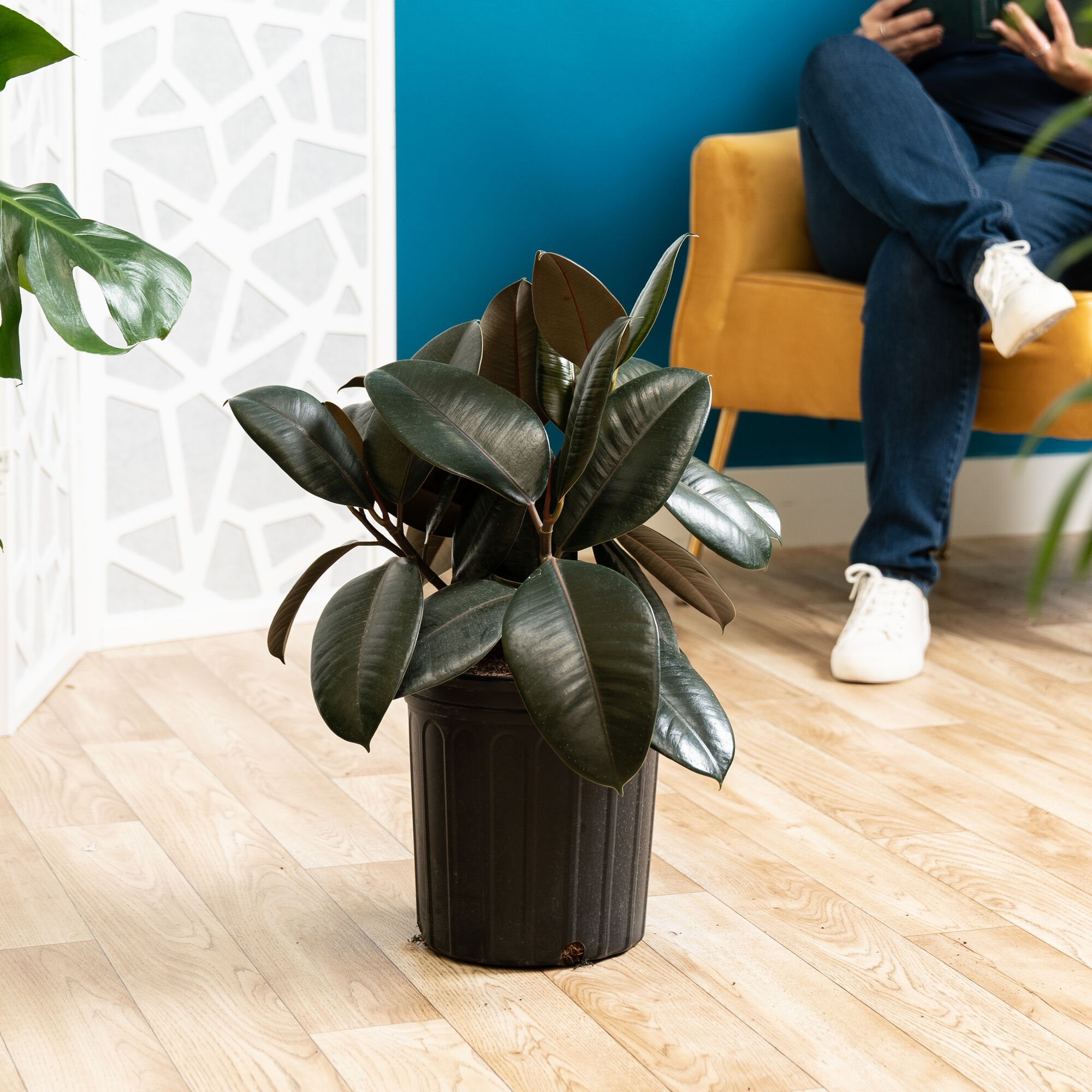 Costa Farms Indoor Burgundy Rubber House Plant in 10-inch Grow Pot