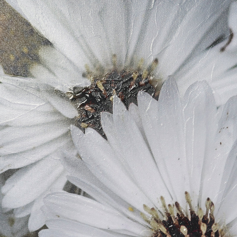 Toile encadrée texturée St. Claire, Petites fleurs 3