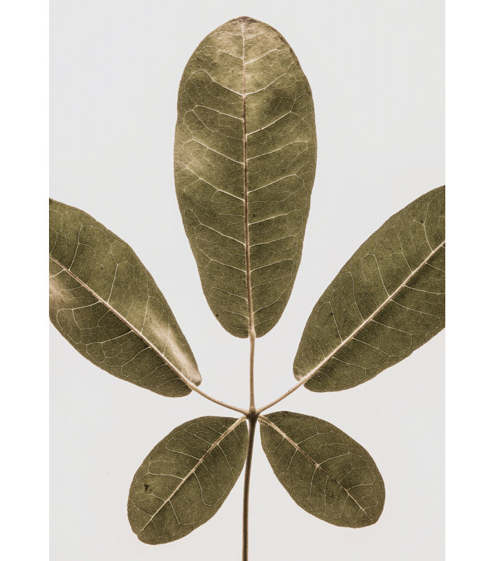 Wrapped Canvas Print, 50.8 cm H x 76.2 cm W