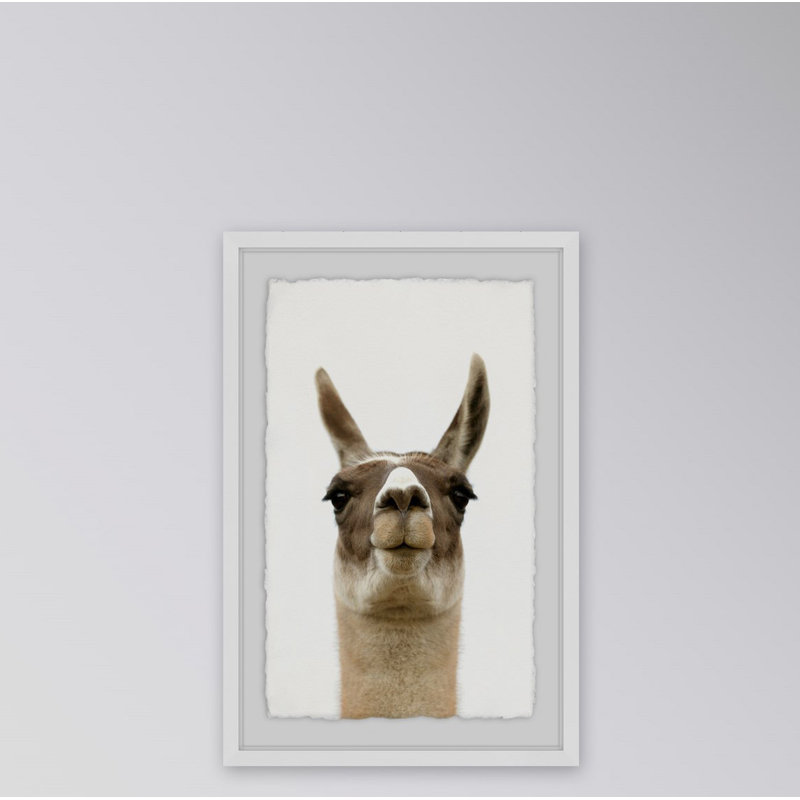 Llama Face - Single Picture Frame Print, 91 cm H x 61 cm W