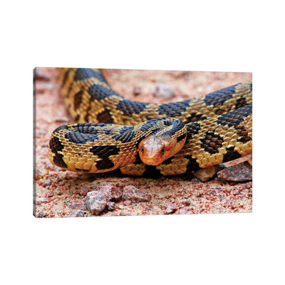 Eastern Fox Snake par Brian Wolf - photographie sur toile tendue