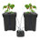 Hydroponics Growing System