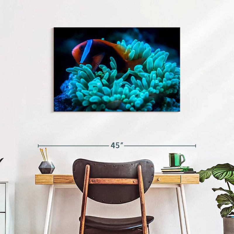 Brampt Tomato Clownfish, 24" H x 36" W