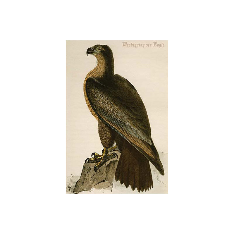 « washington sea eagle » par john audubon-impression, H 66 po x l 44 po x P 1,5 po