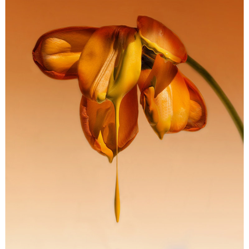 Wrapped Canvas Print, 76.2 cm H x 50.8 cm W