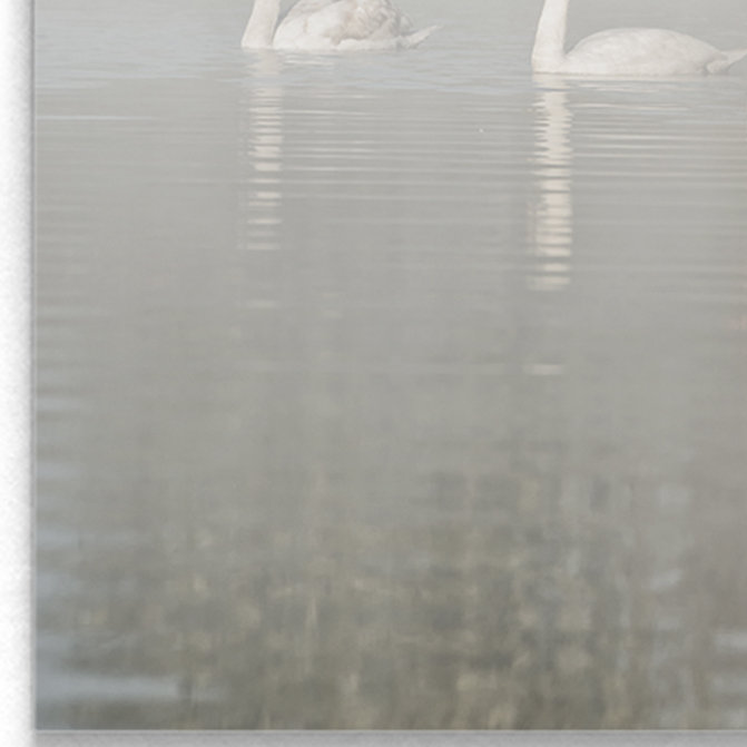 Sept cygnes - reproduction sur toile, H 18 po x l 27 po x P 1,5 po