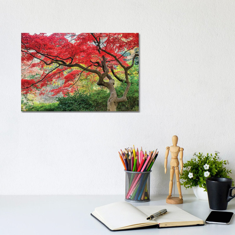 Japanese Maple Tree In Autumn Season by Jan Becke - Wrapped Canvas Print, 20.32 cm H x 30.48 cm W