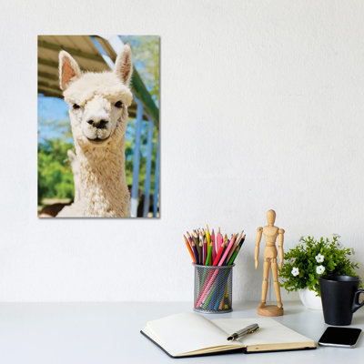 «White Alpaca» par Susan Vizvary - reproduction d'art