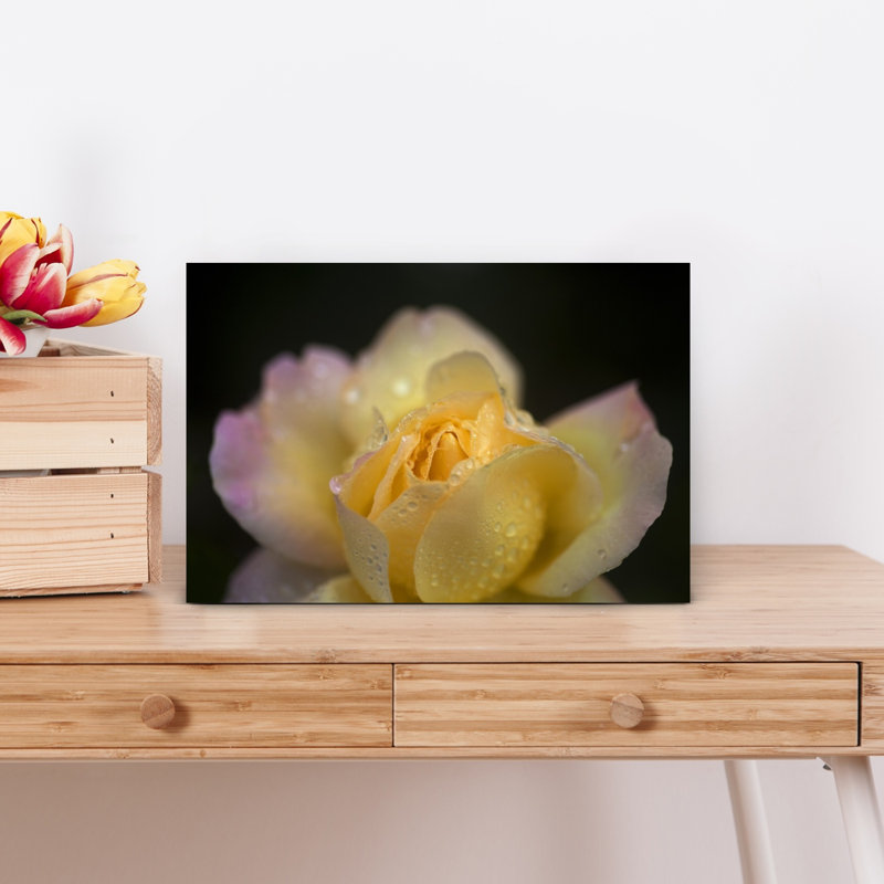 Hybrid Tea Rose in The Irish National War Memorial Gardens Islandbridge Dublin City Ireland 1 Piece Wrapped Canvas Wall Art
