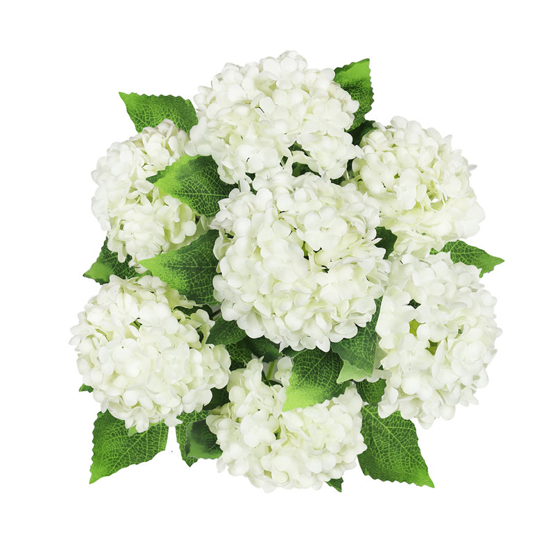 Guelder Rose Snow Ball Bush, Cream White/Green