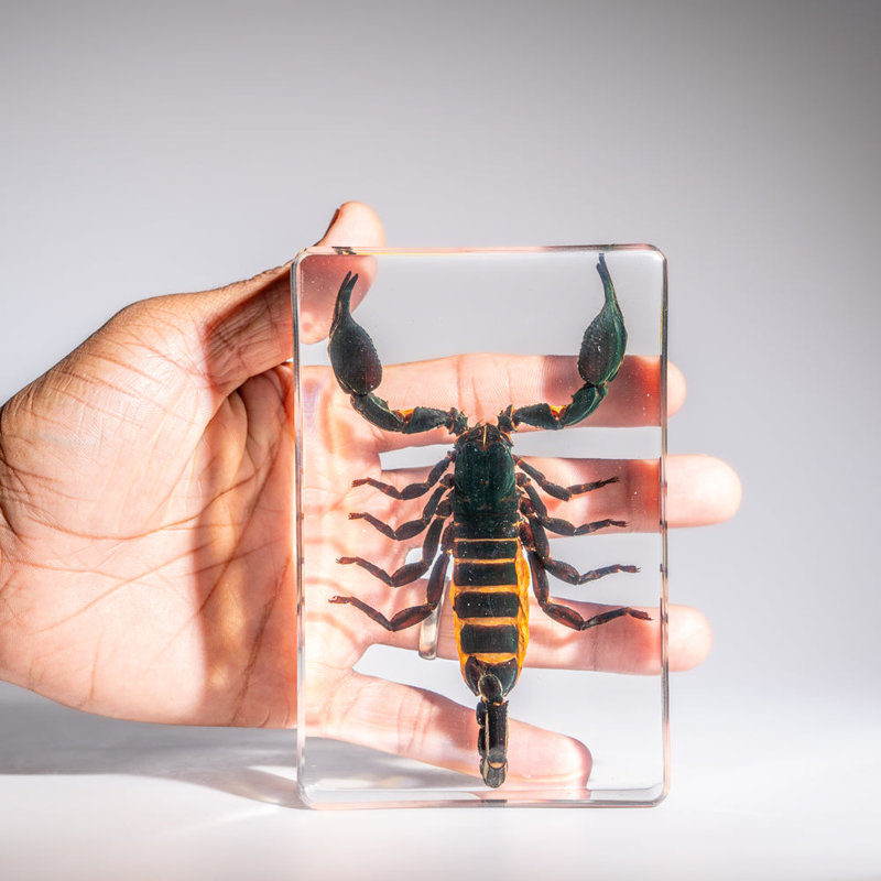 Genuine Single Large Black Scorpion In Lucite