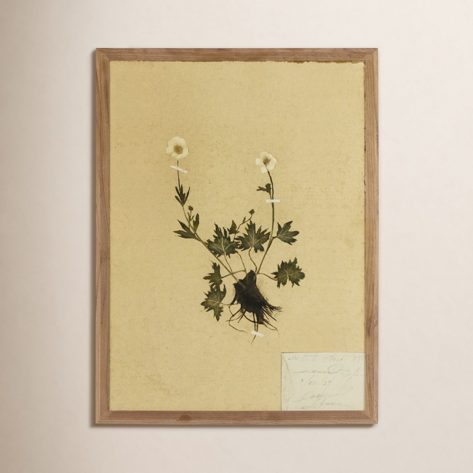 Petite Study No. V by Hannah Winters, 32" H x 24" W
