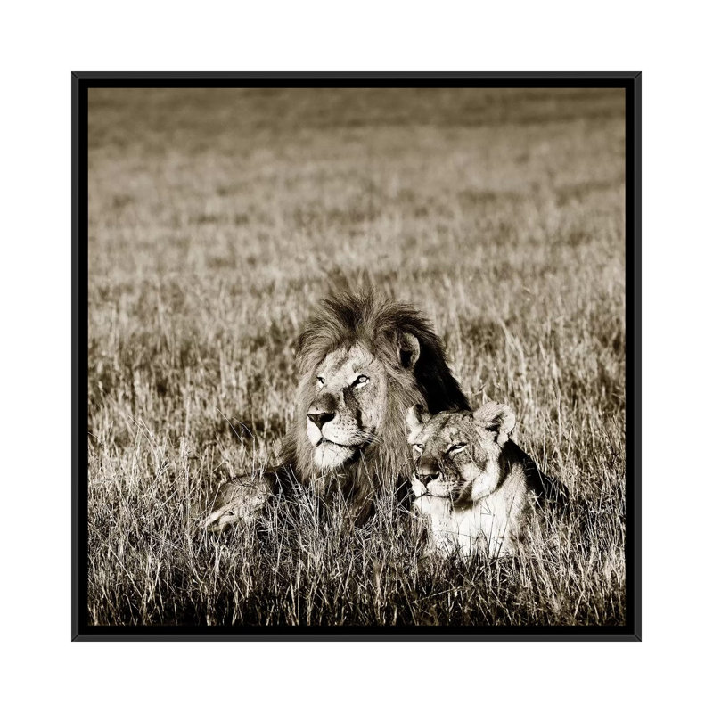Contented Lion by Klaus Tiedge - Print on Canvas, Black Framed, 66.04 cm H x 66.04 cm W