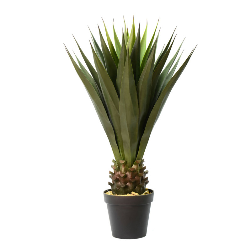 Succulent aloe en pot