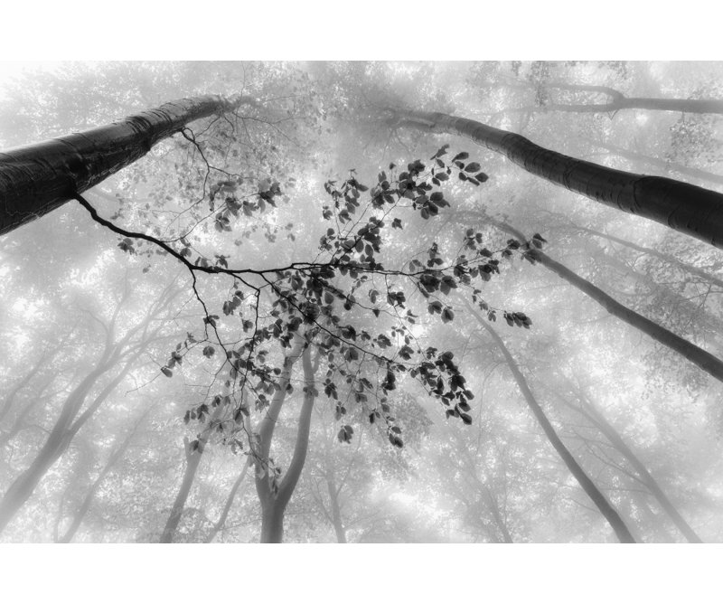 Wrapped Canvas Print, 50.8cm H x 76.2cm W