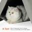 Tente pour chat Chantea-818646171