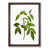 Walnut Framed