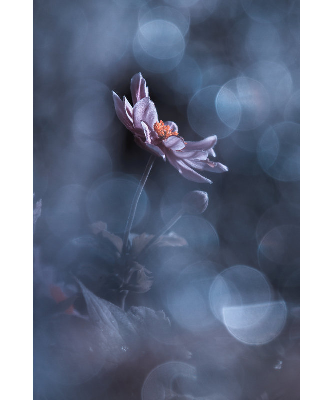 Wrapped Canvas Print, 76.2 cm H x 50.8 cm W