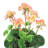 16 " Plastic and Fabric Geranium Arrangement-851215812