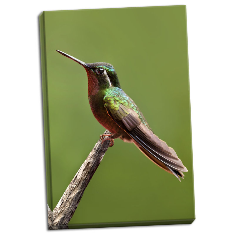 « hummingbird ii », reproduction de photo sur toile tendue