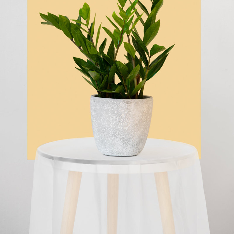 Nappes rondes jetables en plastique transparent (84 po) - 96 nappes