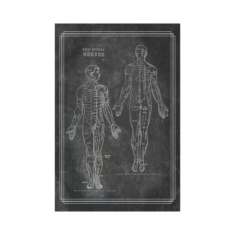 «The Spinal Nerves» par ChartSmartDecor, reproduction sur toile tendue, H 12 po x l 8 po x P 0,75 po